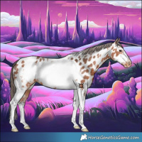 Horse Color:Bay Tobiano Frame Appaloosa