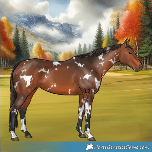 Horse Color:White Spotted Bay 