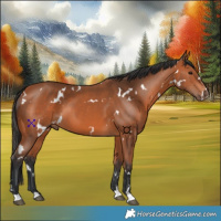 Horse Color:White Spotted Bay 
