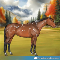Horse Color:White Spotted Bay