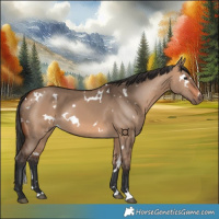 Horse Color:White Spotted Bay Dun