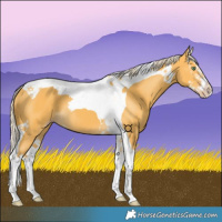 Horse Color:Gold Cream Champagne Splash Tobiano 