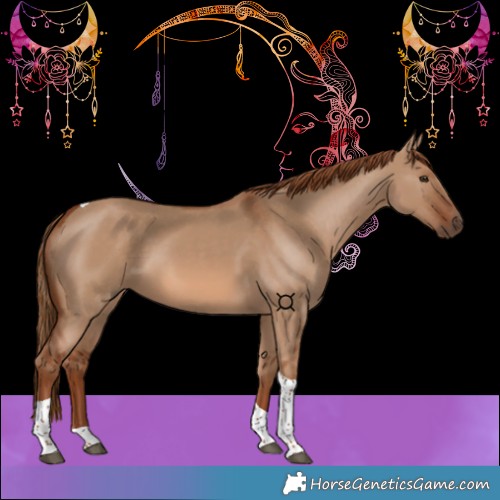 Horse Color:Red Dun Tobiano