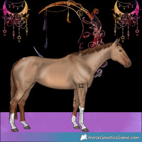 Horse Color:Red Dun Tobiano