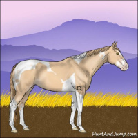 Horse Color:Gold Champagne Splash Tobiano