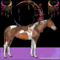 Horse Color:Chestnut Tobiano