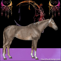 Horse Color:Gray Chocolate Palomino Roan Tobiano 