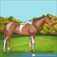 Horse Color:Chestnut Tobiano 