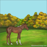 Horse Color:Chestnut Tobiano 