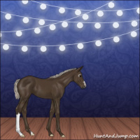 Horse Color:Gray Silver Smoky Black 