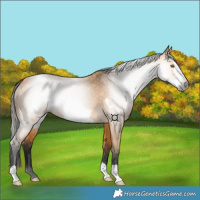 Horse Color:Gray Buckskin Frame 
