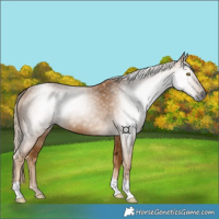 Horse Color:Gray Palomino