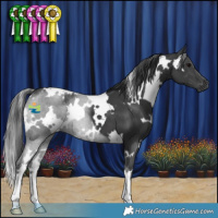 Horse Color:White Spotted Black 