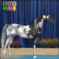 Horse Color:White Spotted Black 