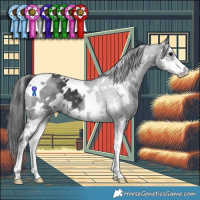 Horse Color:White Spotted Black Sabino