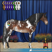 Horse Color:White Spotted Brown 