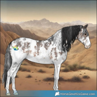 Horse Color:White Spotted Brown Sabino 