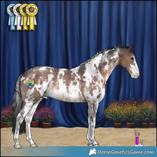 Horse Color:White Spotted Brown Sabino 