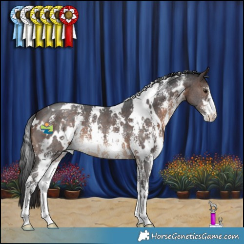 Horse Color:White Spotted Brown Sabino 