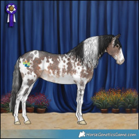 Horse Color:White Spotted Brown Sabino 