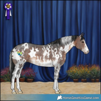 Horse Color:White Spotted Brown Sabino 