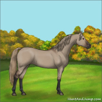 Horse Color:Liver Red Dun Rabicano