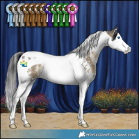 Horse Color:Buckskin Sabino Splash Tobiano 