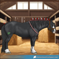 Horse Color:Black 