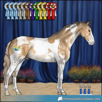 Horse Color:Chocolate Palomino Dun Sabino Tobiano 