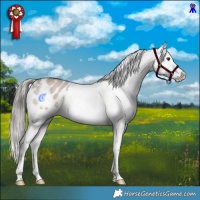 Horse Color:Liver Red Dun Mushroom Sabino Appaloosa 