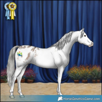 Horse Color:Liver Red Dun Mushroom Sabino Appaloosa 