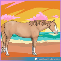 Horse Color:Gold Champagne Splash 