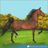Horse Color:Bay Rabicano 