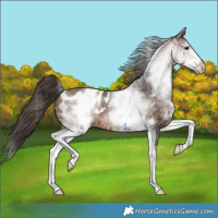 Horse Color:White Spotted Bay Ice Appaloosa 