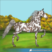 Horse Color:Chestnut Ice Mushroom Appaloosa 