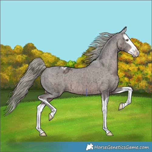 Horse Color:Liver Chestnut Ice Mushroom Splash Appaloosa 