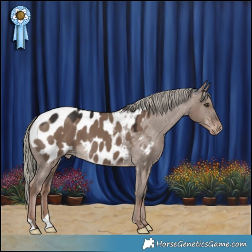 Horse Color:Liver Red Dun Mushroom Appaloosa 