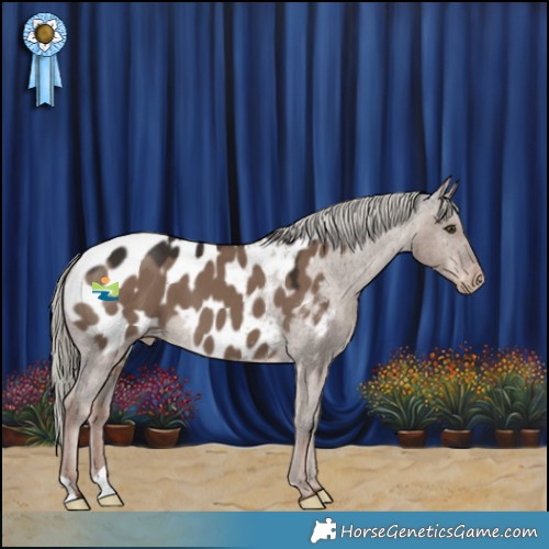 Horse Color:Liver Red Dun Mushroom Appaloosa 