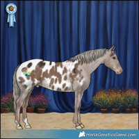 Horse Color:Liver Red Dun Mushroom Appaloosa 
