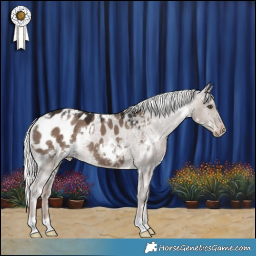 Horse Color:White Spotted Liver Red Dun Mushroom Appaloosa 