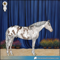 Horse Color:White Spotted Liver Red Dun Mushroom Appaloosa 