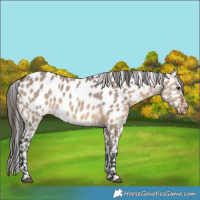 Horse Color:Brown Dun Near Leopard 