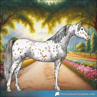 Horse Color:Bay Appaloosa 