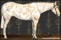 Horse Color:Palomino Near Leopard 