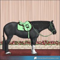 Horse Color:Black Tobiano Rabicano