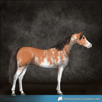 Horse Color:White Spotted Bay 