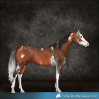 Horse Color:Bay Sabino Splash Rabicano 