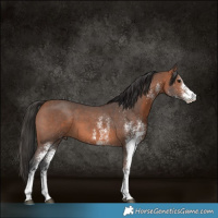 Horse Color:White Spotted Bay 