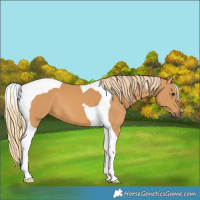 Horse Color:Chestnut Tobiano