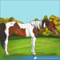 Horse Color:Bay Tobiano 